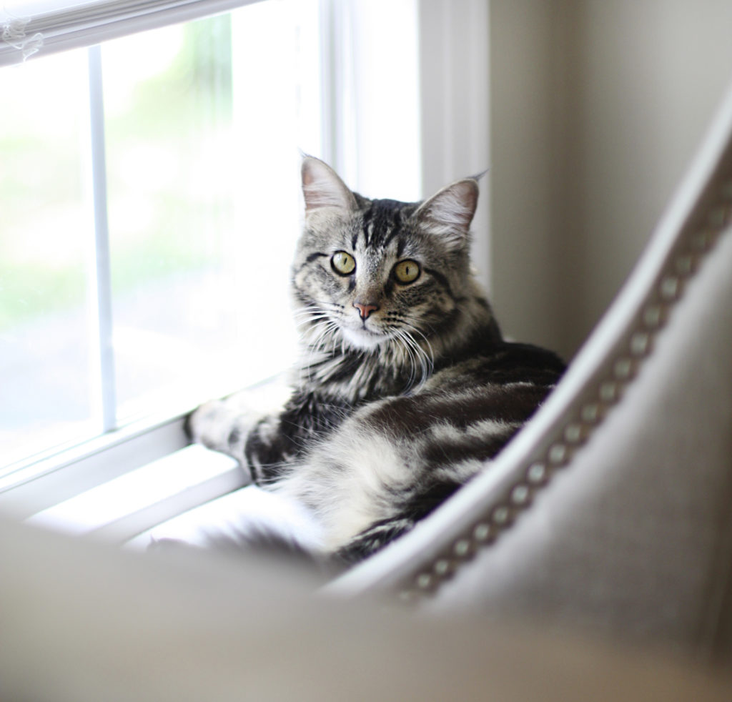 cat, indoor cat, indoor cat in home cat, indoor cat, indoor cat in home