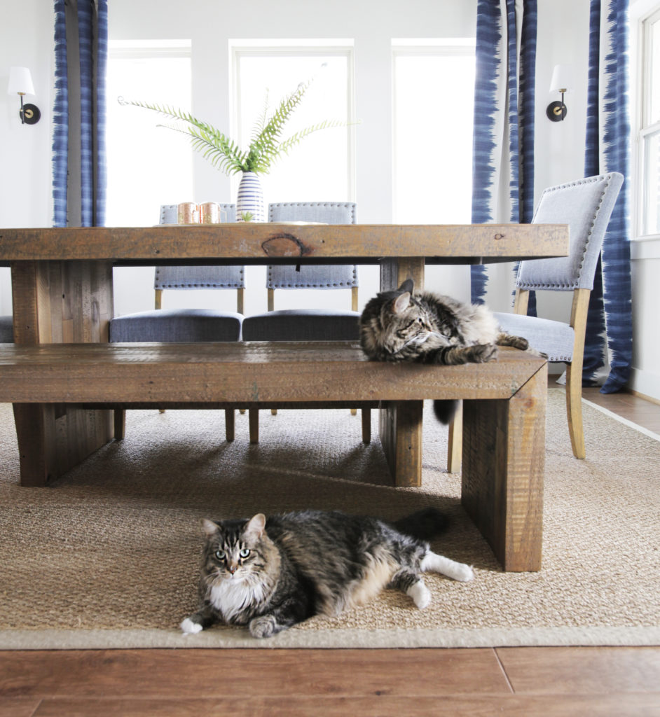 cat, indoor cat, indoor cat in home