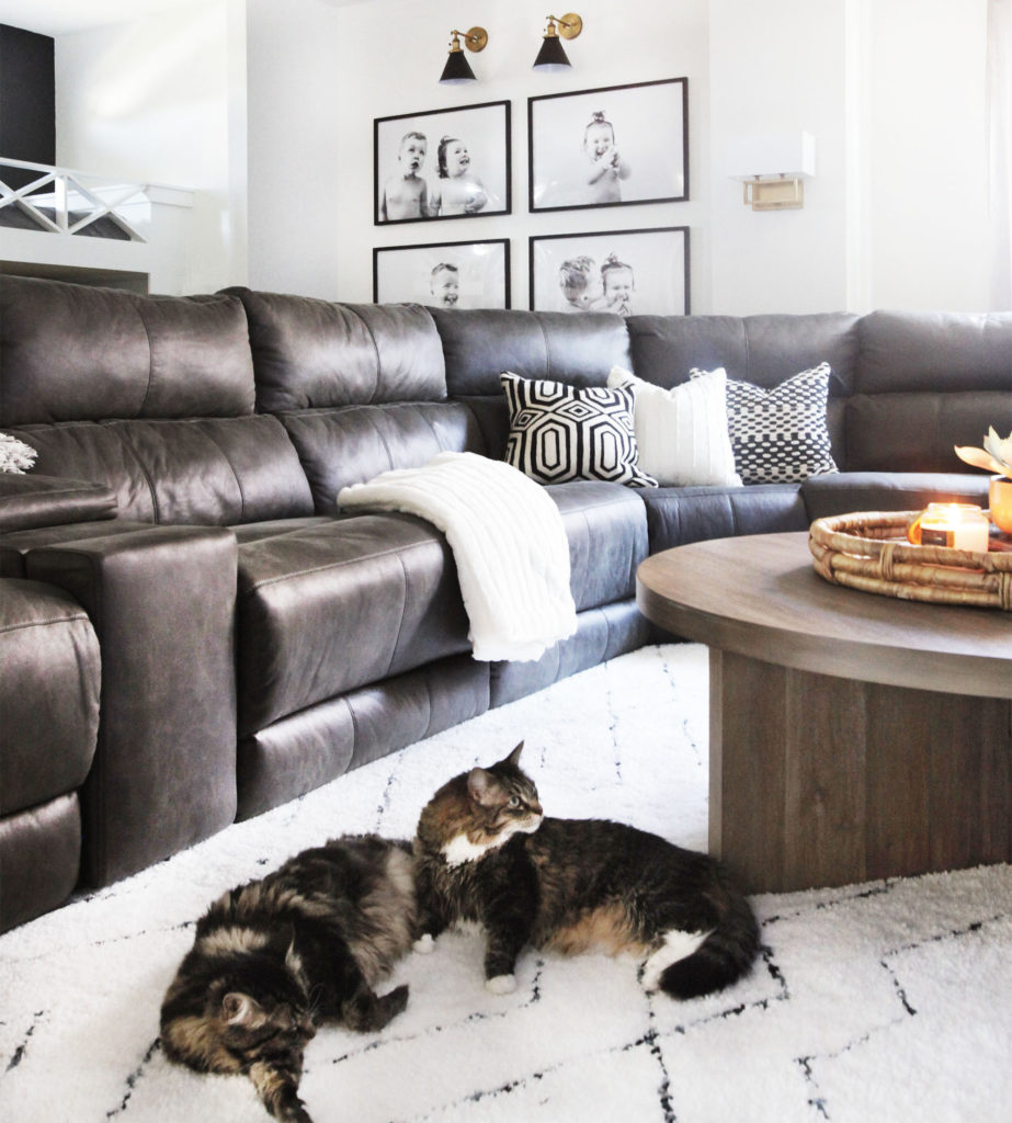 cat, indoor cat, indoor cat in home cat, indoor cat, indoor cat in home
