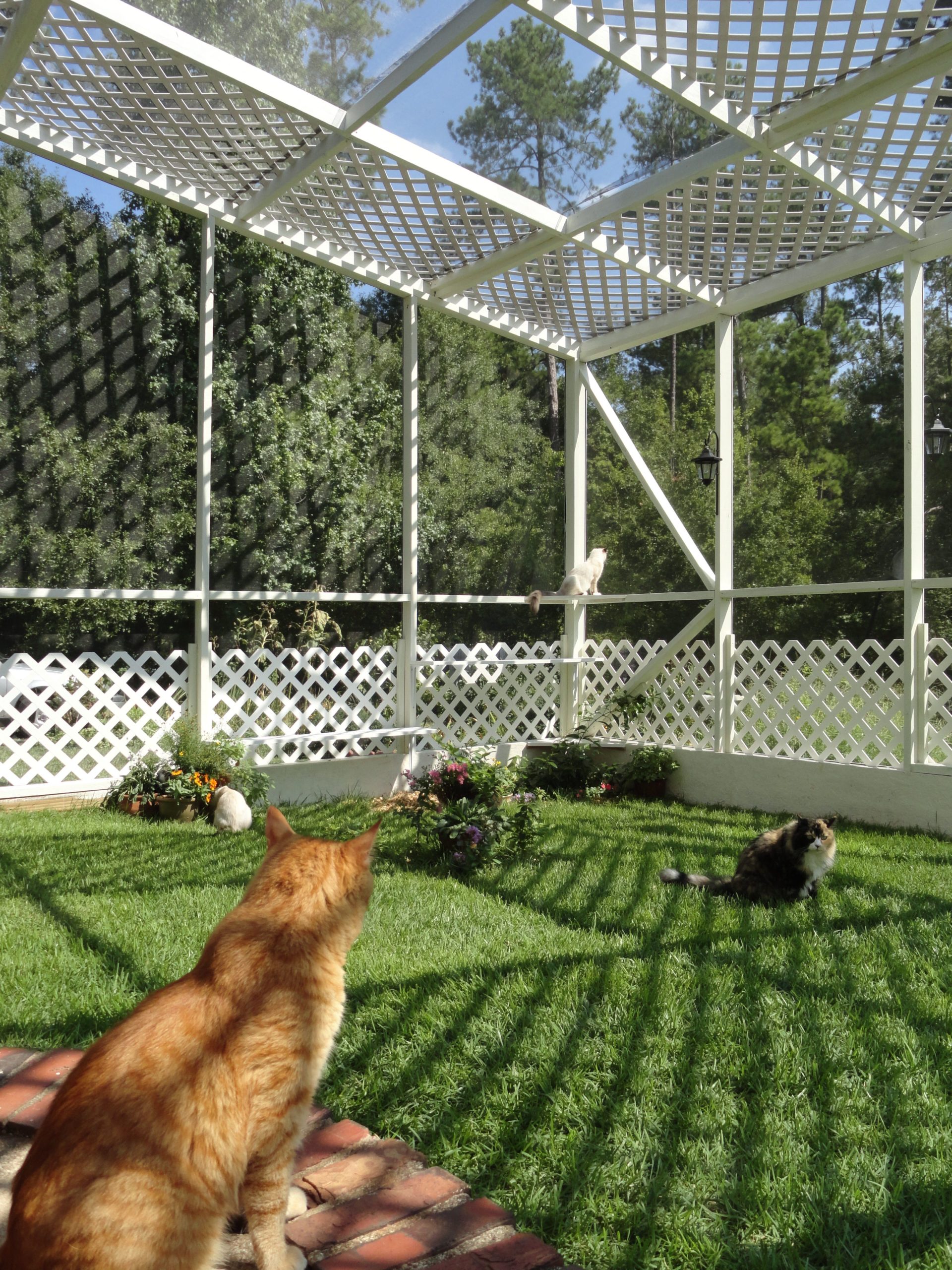 Catio Spaces, Cat Enclosures, Cat Runs, Catios